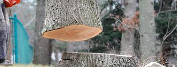 Best Hazardous Tree Removal  in Lake St Croix Beach, MN