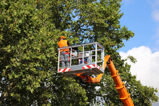 Best Fruit Tree Pruning  in Lake St Croix Beach, MN