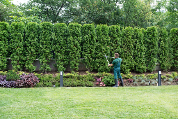Best Tree Removal  in Lake St Croix Beach, MN