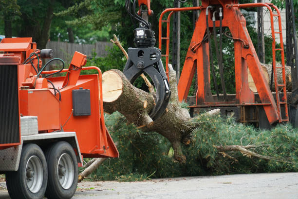 Best Leaf Removal  in Lake St Croix Beach, MN