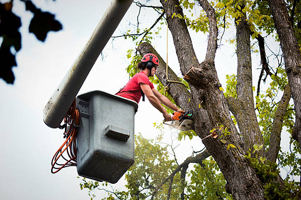 Best Stump Grinding and Removal  in Lake St Croix Beach, MN