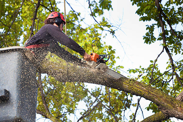 Best Tree Trimming and Pruning  in Lake St Croix Beach, MN